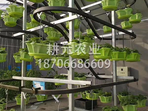 選擇好的無(wú)土栽培廠家多么重要？