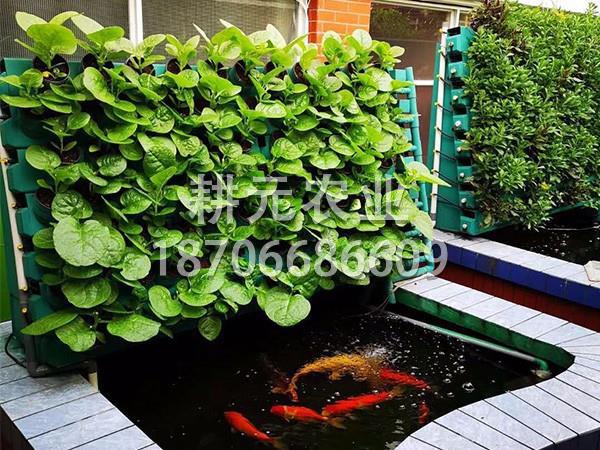 魚菜共生設(shè)備的優(yōu)點你是否了解？